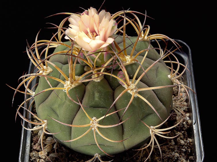 Gymnocalycium pflanzii v. albipulpa